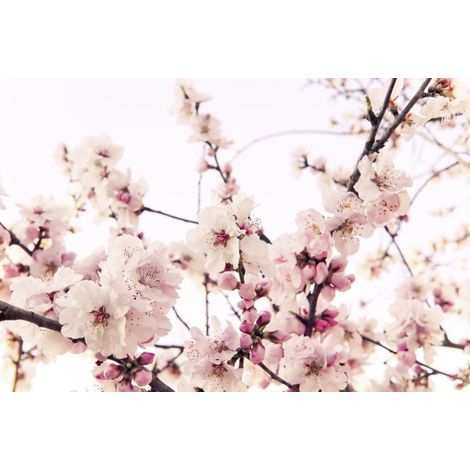 Papier peint fleurs de cerisier en rose, blanc y compris colle - 3,75 m x 2,50 m (1/3)