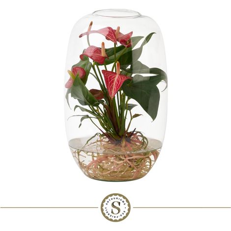 Plante d'Intérieur Anthurium Hydroponique Atlantis Livium avec Vase en Verre H35 x L17 cm - PANGIVO