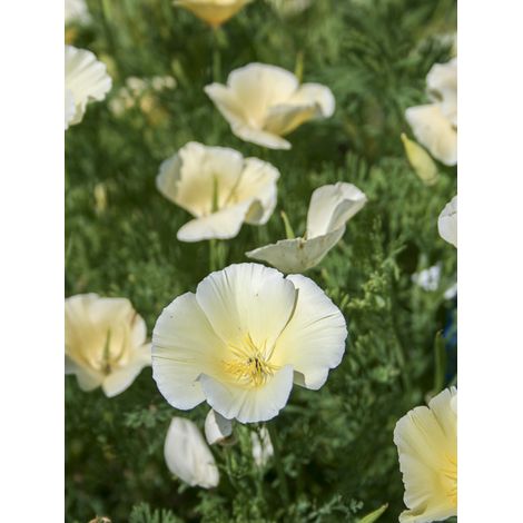 Pavot de Californie 'Alba' le sachet de 400 graines (0,8g) (1/2)