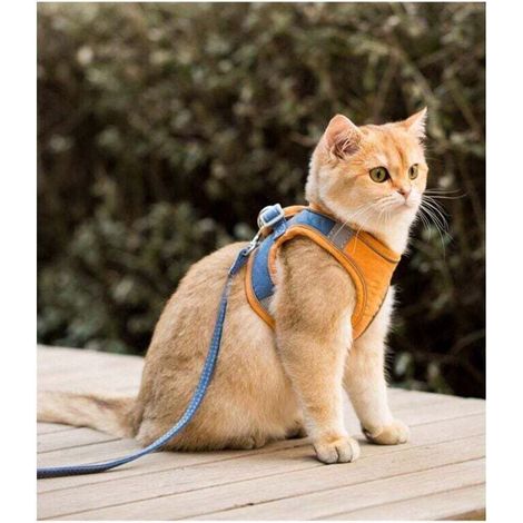Ensemble harnais et laisse pour chat pour chihuahua, accessoires pour chien et chat, gilet pour carlin, laisse, outils de marche, laisse de sortie (couleur : orange, taille : S/M/L) (1/4)