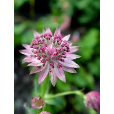 Grande Astrance 'Pink Pride' Godet de 8/9 cm (1/3)