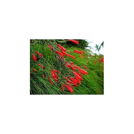 Vivaio Garden Forest – Russelia equisetiformis – Plante grimpante à feuillage persistant – Fleurs tubulaires rouge-orange – Résistante aux vents marins salés