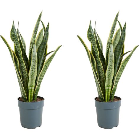 Bloomique - Lot de 2 - Sansevieria Laurentii - Langue de belle-mère - Plantes d’intérieur - Dépolluante - Très facile à entretenir - Hauteur 30-40 cm - Pot 12 cm
