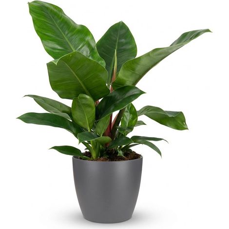 Philodendron Imperial Green - Plante d'Intérieur avec Pot Gris 19 cm - Hauteur 65 cm - PANGIVO (1/5)