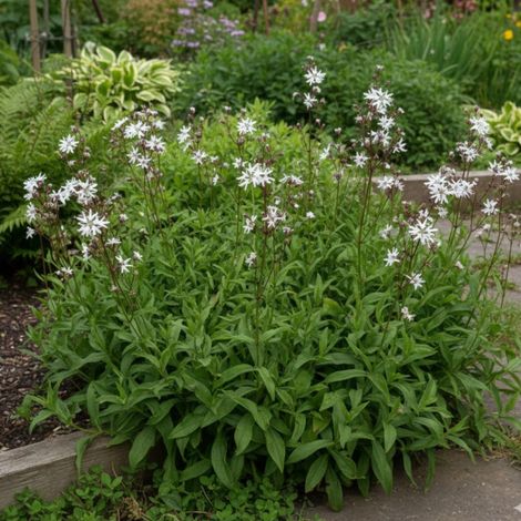 Lychnis White Robin, Oeillet des prés blanc/Godet - 5/20 cm