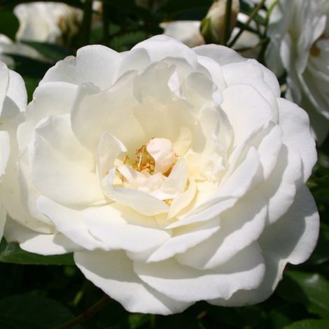 2 x Rosa  - Rosier Kordes - Rosa 'Schneewittchen' (1/4)