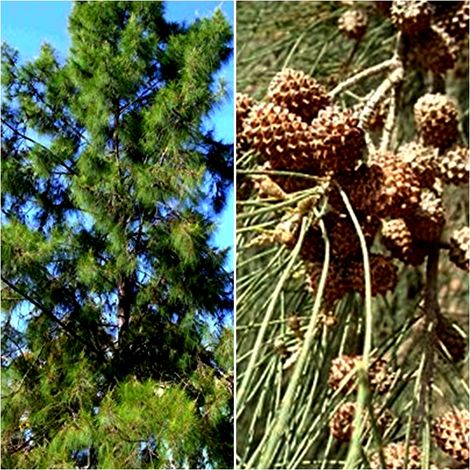 Semillas de Roble de Rio. Casuarina Cunninghamiana. 5 Gramos