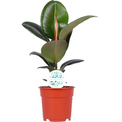 Ficus Elastica Robusta - Plante d'Intérieur Verte Facile d'Entretien - Pot Ø17 cm - Hauteur 55 cm - PANGIVO (1/4)