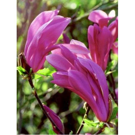 Magnolia  'Susan' Pot de 3L/4L (1/3)