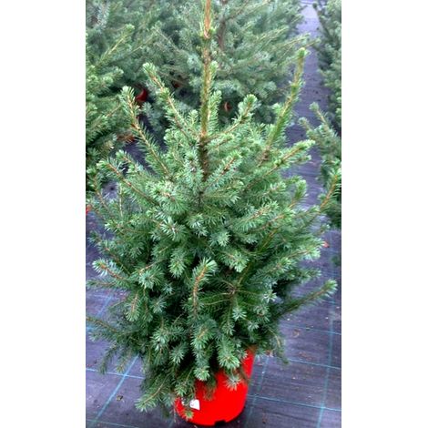 Planta Natural Picea Omorika. Ideal Arbol de Navidad. 95 Cm
