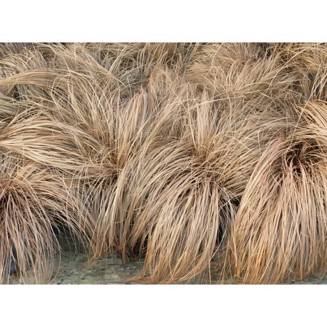 Gardenaria Carex 'Comans Bronze Form' - Graminacea ornamentale da esterno - Altezza: 50 cm (vaso 17)