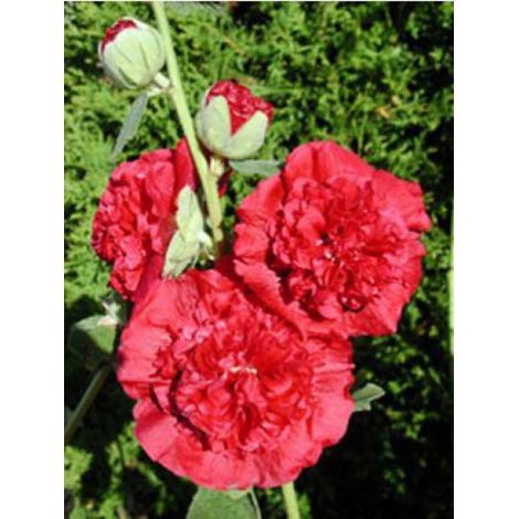 Rose trémière double 'Chater's Red' Godet de 7/8 cm