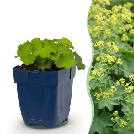 Plante Vivace Alchemilla Mollis Alchémille Couvre-sol Jaune Lot de 12 Plantes Pot 11 cm (1/5)