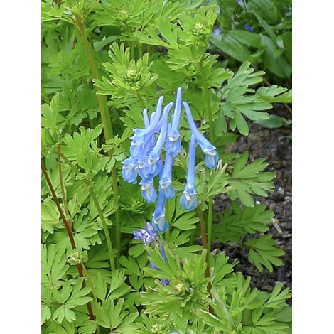 Corydale 'Craigton Blue' Godet de 8/9 cm
