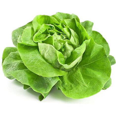 Semi di lattuga "Regina d'estate 3" piante per orto e giardino coltivazione domestica e professionale