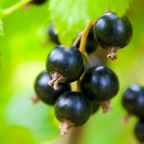Cassissier (Ribes Nigrum)