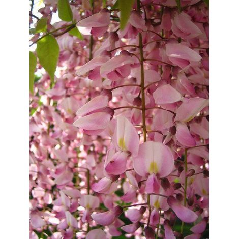 Glicine Wisteria "Brachybotrys Showa Beni" pianta innestata rampicante in vaso 9x9 cm Brachybotrys Showa Beni (1/2)