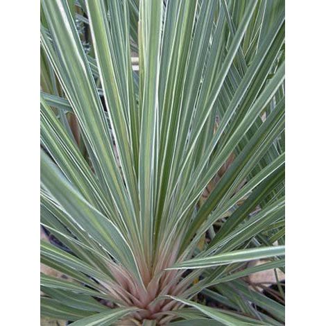 Cordyline australe 'Pink Champagne' Pot de 3L/4L (1/4)