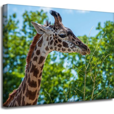 Leinwanddruck Tiere Giraffe 50x40 cm