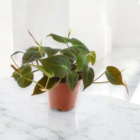 Gardenaria Philodendron scandens - Pianta da interno ornamentale - Altezza: 35 cm (vaso 20) (1/5)