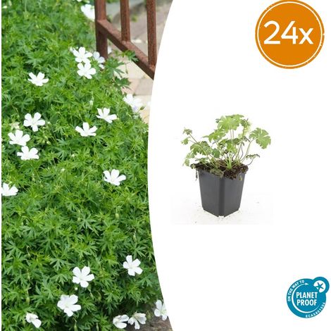 Lot de 24 Géraniums Vivaces Sanguineum Album - Fleurs Blanches - Couvre-sol - 10-25 cm - Ø 9 cm - PANGIVO (1/5)