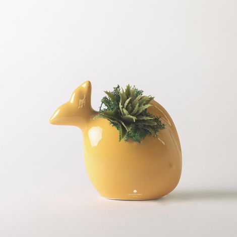 Pianta grassa in vaso ceramico artigianale per decorazione e regalo Pesciolino - Arancione