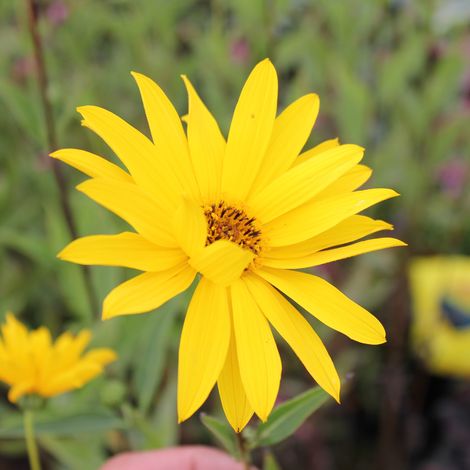 4 x Soleil vivace  - Helianthus 'Atrorubens'  - godet 9x9 cm (1/4)