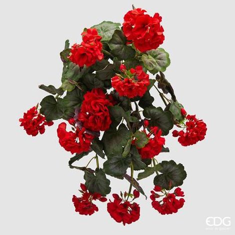 EDG Geranio Cespuglio x 5 Con Foglie Rosso H 50 cm (1/4)