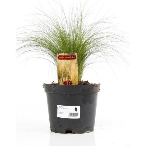 Cheveux dange tenuifolia 20cm Pot 2L - Stipa tenuifolia