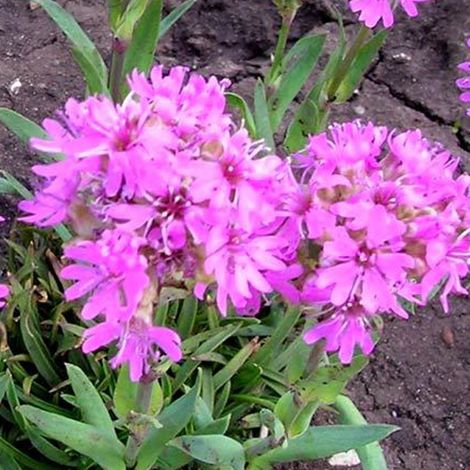 4 x Lychnis des Alpes - Lychnis alpina  - godet 9x9 cm