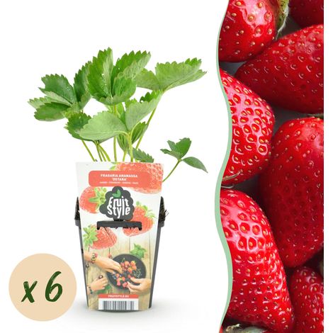 Fraisier Fragaria Elsanta - Lot de 6 Plants en Pot 9 cm - Fraises Rouges Sucrées et Rustiques - PANGIVO (1/5)