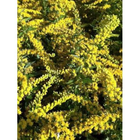 Verge d'or 'Spatgold' Godet de 8/9 cm (1/2)
