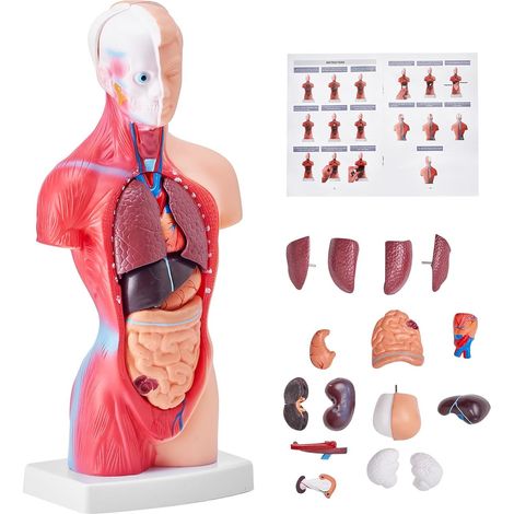 Modèle de Torse Humain 12,5 x 7,5 x 28 cm Modèle Anatomique de Torse Humain 15 Parties Modèle d'Enseignement Médical en PVC avec Organes Intérieurs Démonstration Vive et Réaliste Apprentissage
