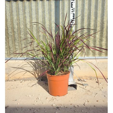 Imperata Cylindrica Red Baron Pot 24 cm Graminée (1/4)