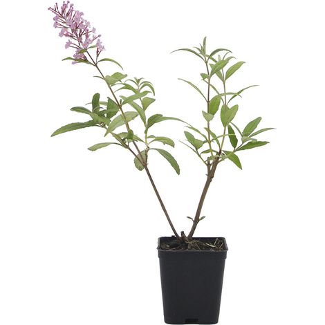 Buddleja davidii cv "Pink delight" (fiore rosa) - pianta delle farfalle - vaso quadro 7x7x8 cm (1/3)