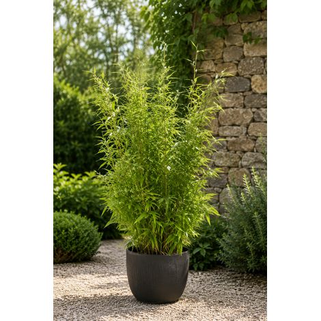 Gardenaria Fargesia Jumbo - Fargesia murielae 'Jumbo' - Bambù ornamentale da esterno - Altezza: 40/80 cm (vaso 18)