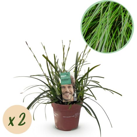 Graminée Ornementale Carex oshimensis Intense Green - Lot de 2 Plantes Persistantes - Vert - 50 cm - PANGIVO (1/5)