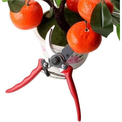 Sécateur de jardin sécateur de jardin outils de greffage ciseaux outils de jardin (1/4)