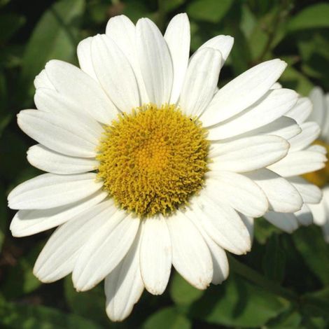 Marguerite d'été Brightside/Godet (1/5)