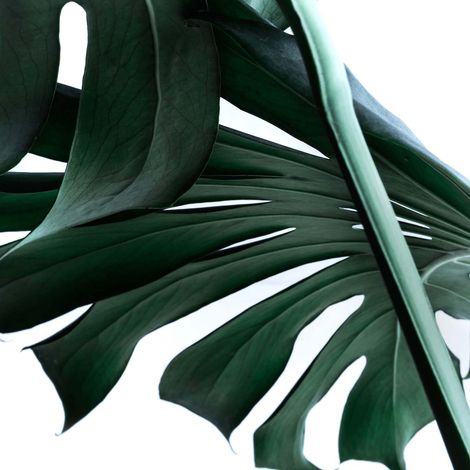 Tableau jungle blanc et vert pour couloir | Tableau été feuille exotique | Tableau moderne feuillage idéal pour salle de bain - 0,5 x 0,5 m (1/2)