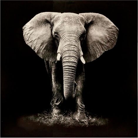 Lienzo impreso 'Éléphant' 100 x 100 cm - Atmosphera créateur d'intérieur (1/3)