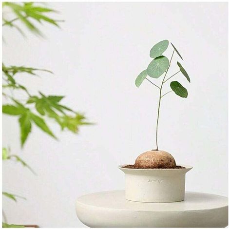 1 pot de fleurs en céramique de style scandinave moderne Wabisa, uni, vert, non émaillé, respirant, en argile (1/4)