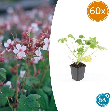Géranium Vivace Macrorrhizum 'Spessart' Couvre-sol Fleurs Blanches Lot de 60 Pot Ø9cm 10-25cm - PANGIVO (1/5)