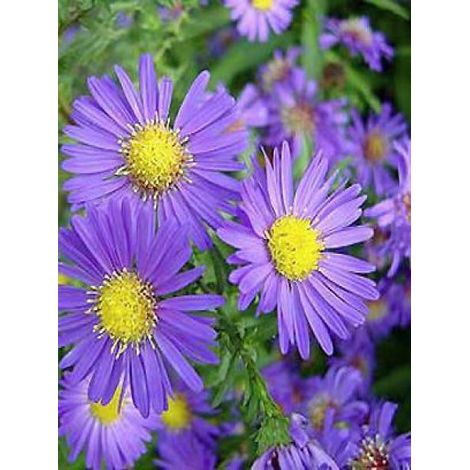 Aster grand d'automne 'Dauerblau' Godet de 8/9 cm
