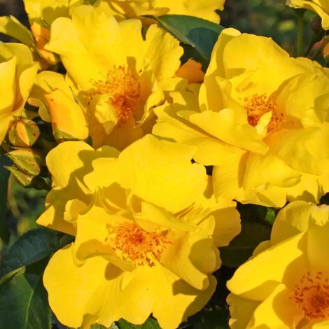 Gardenaria Rosa 'Lemon Fizz' - Rosa da giardino - Altezza: 30/40 cm (vaso19) (1/5)