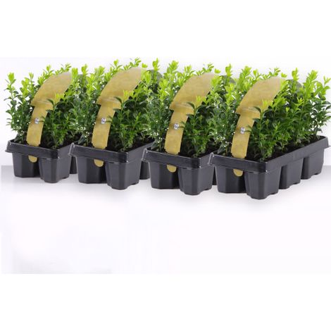 Bosso "Buxus microphylla Faulkner" 24 piante da siepe sempreverde in vaso bio 9 cm