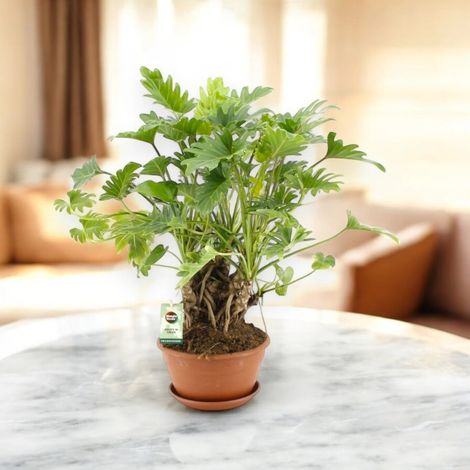 Gardenaria Philodendron 'Xanadu' - Pianta da interno ornamentale - Altezza: 45 cm (vaso 19)