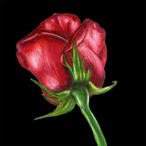 Karte mit Umschlag SB11 Rote Rose