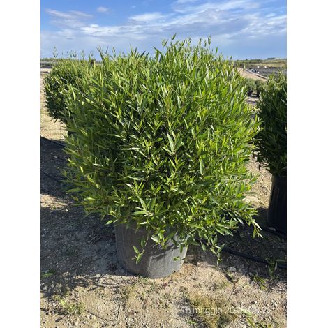 PHILLYREA ANGUSTIFOLIA PALLA 55