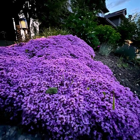 50,000 Violet Thyme Seeds, Flowering Ground Cover Plants for Lawns, Hardy Evergreen Herb Seeds, Perfect for Rock Gardens, Pathways and Low Maintenance Gardening